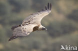 Eurasian Griffon (Gyps fulvus)