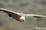 Eurasian Griffon (Gyps fulvus)