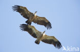 Eurasian Griffon (Gyps fulvus)