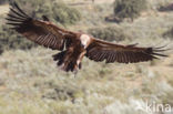 Eurasian Griffon (Gyps fulvus)