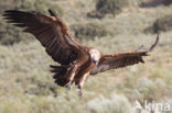 Eurasian Griffon (Gyps fulvus)