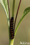 Veelvraat (Macrothylacia rubi)