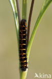 Veelvraat (Macrothylacia rubi)