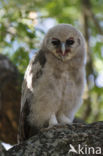 Verraux  oehoe (Bubo lacteus)