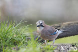 Vlaamse Gaai (Garrulus glandarius)