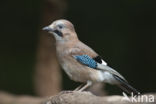 Eurasian Jay (Garrulus glandarius)