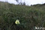 Vlasbekje (Linaria vulgaris)