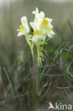 Vlasbekje (Linaria vulgaris)