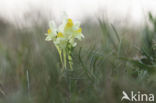 Vlasbekje (Linaria vulgaris)