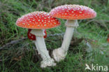 Vliegenzwam (Amanita muscaria)