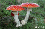 Vliegenzwam (Amanita muscaria)