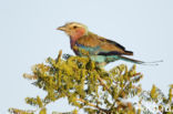 Lilac-breasted Roller (Coracias caudatus)