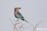 Lilac-breasted Roller (Coracias caudatus)