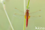 Vuurlibel (Crocothemis erythraea)