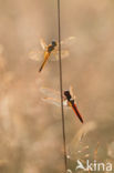 Vuurlibel (Crocothemis erythraea)