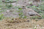 Waterthick-knee (Burhinus vermiculatus)