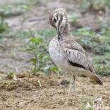 Waterthick-knee (Burhinus vermiculatus)