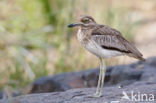 Waterthick-knee (Burhinus vermiculatus)