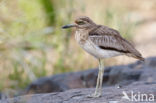 Waterthick-knee (Burhinus vermiculatus)