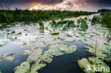 Waterlelie (Nymphaea blanda)