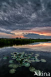 waterlily (Nymphaea blanda)