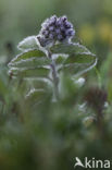 Watermint (Mentha aquatica)