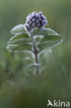 Watermunt (Mentha aquatica)