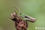 Steppe Grasshopper (Chorthippus dorsatus)