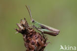 Steppe Grasshopper (Chorthippus dorsatus)