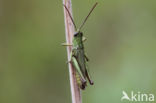 Weidesprinkhaan (Chorthippus dorsatus)