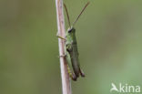 Weidesprinkhaan (Chorthippus dorsatus)