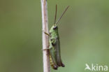 Weidesprinkhaan (Chorthippus dorsatus)