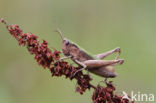 Steppe Grasshopper (Chorthippus dorsatus)