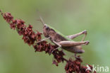 Steppe Grasshopper (Chorthippus dorsatus)