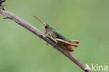 Steppe Grasshopper (Chorthippus dorsatus)