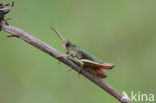 Steppe Grasshopper (Chorthippus dorsatus)