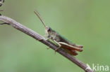 Steppe Grasshopper (Chorthippus dorsatus)