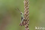 Weidesprinkhaan (Chorthippus dorsatus)