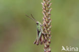 Steppe Grasshopper (Chorthippus dorsatus)