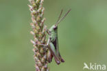 Steppe Grasshopper (Chorthippus dorsatus)