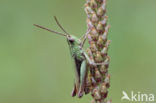 Steppe Grasshopper (Chorthippus dorsatus)