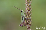 Weidesprinkhaan (Chorthippus dorsatus)