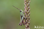 Steppe Grasshopper (Chorthippus dorsatus)