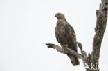 Honey Buzzard (Pernis apivorus)