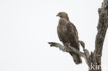 Honey Buzzard (Pernis apivorus)