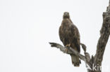 Honey Buzzard (Pernis apivorus)