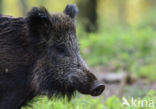 Wild Boar (Sus scrofa)