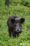 Wild Boar (Sus scrofa)