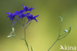 Forking Larkspur (Consolida regalis)