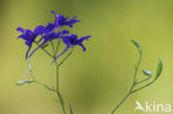 Wilde ridderspoor (Consolida regalis)